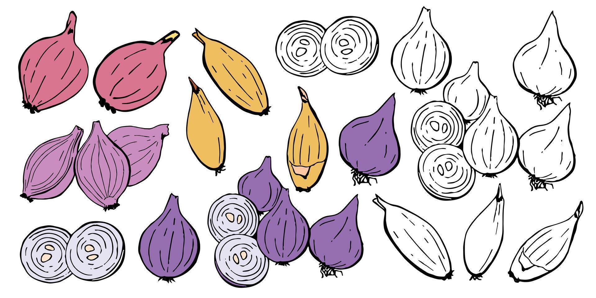 Onion set, whole and slices of onion. Collection of vegetable designer elements for packaging health food and recipe book vector