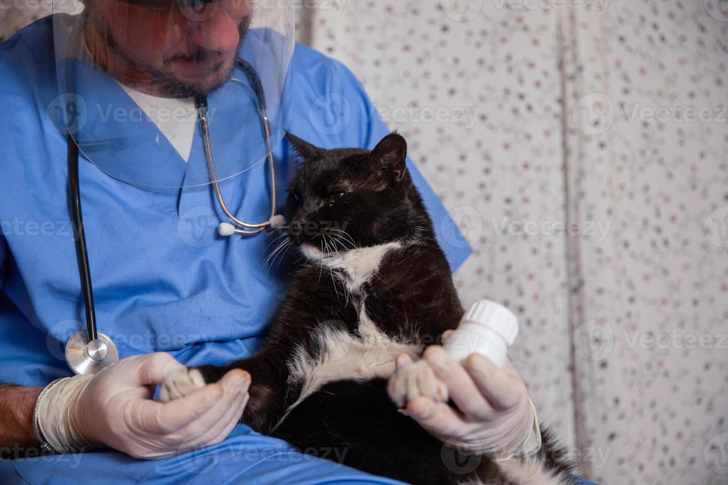 A vet administers medication to a cat, pet healthcare concept, copy space on the right photo