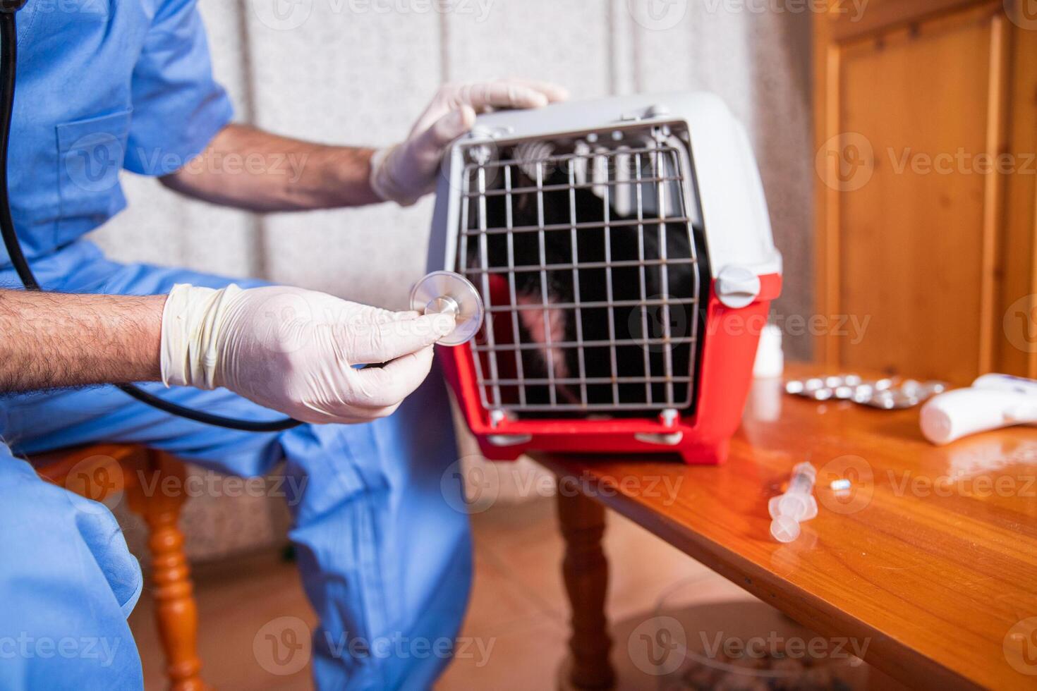 A doctor is examining a cat in a cage during a visit photo