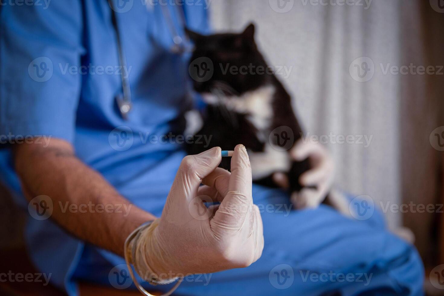 Close-up of a medicine given to a cat during a home doctor visit, copy space on the right photo
