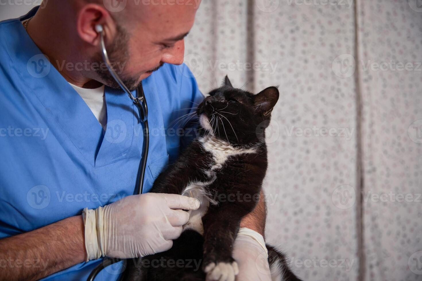 A vet holds a cat in his hand and examines it with a stethoscope photo