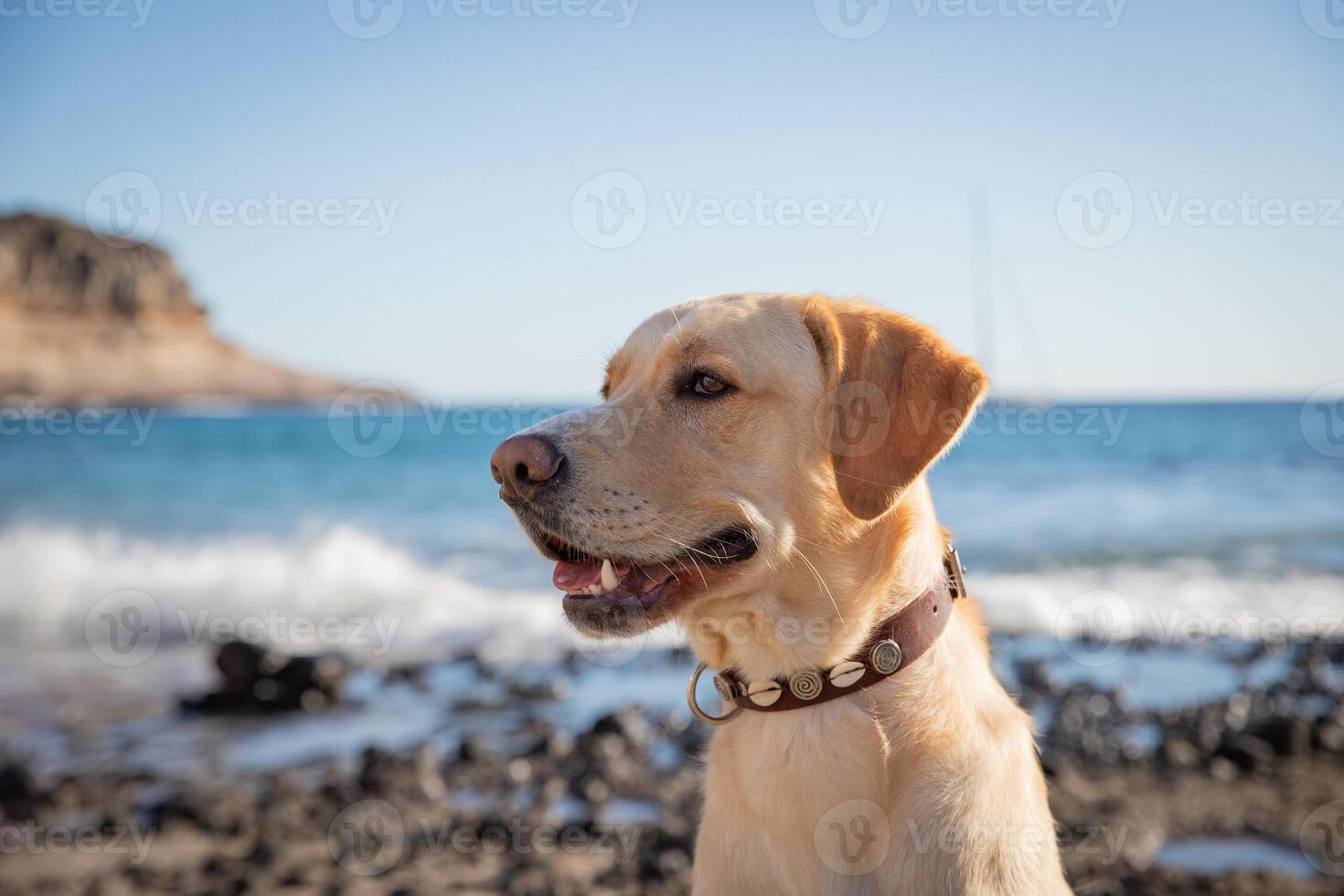 Portrait of a labrador retriever at the beach, copy space on the left photo