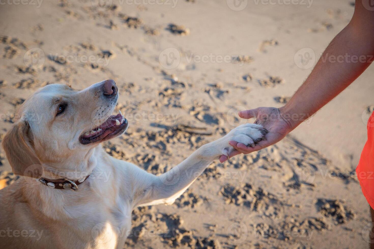 A labrador retriever paws at his master at the beach, photo with copy space