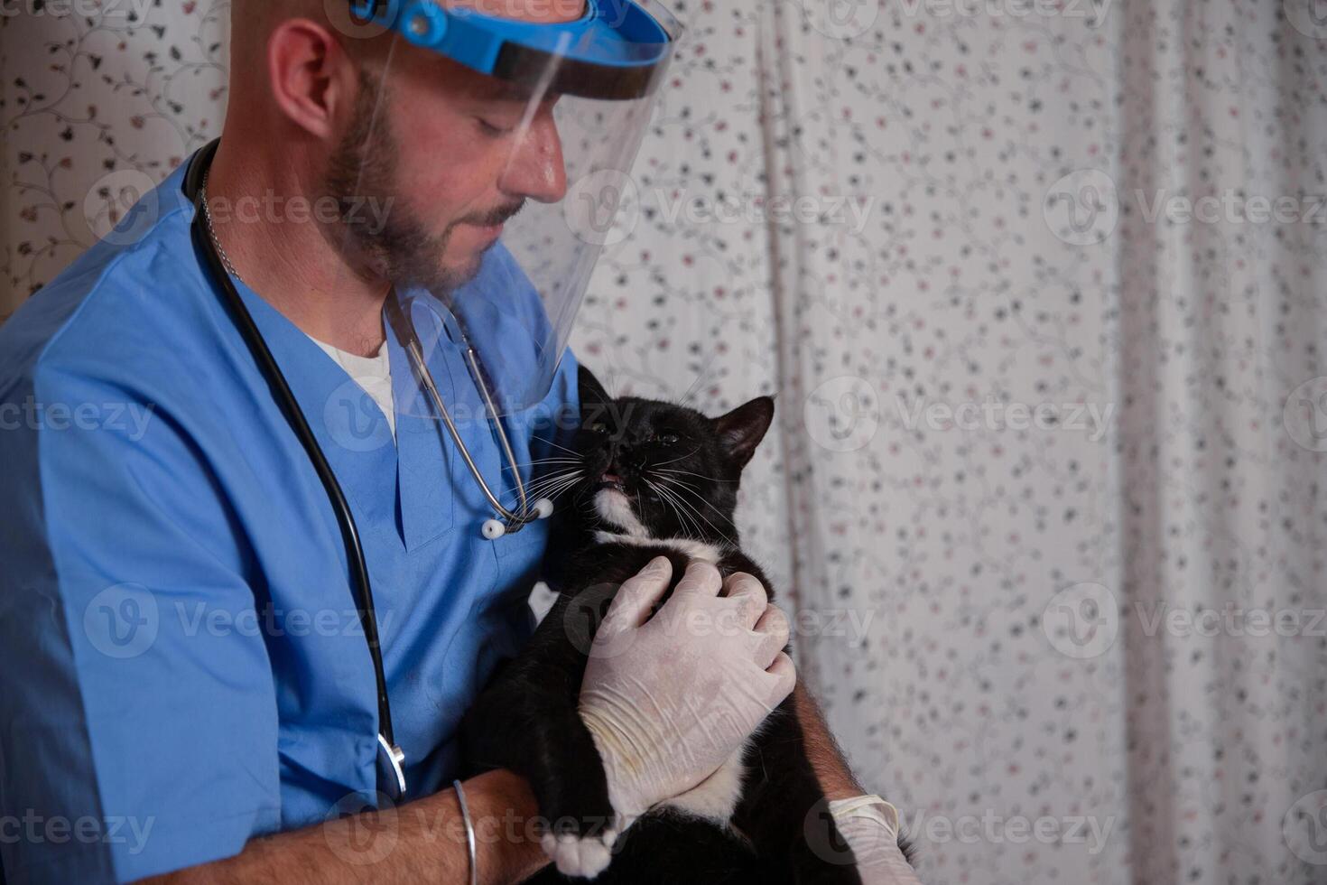 A veterinarian cuddles a cat during a medical visit at home, pet health care concept. photo