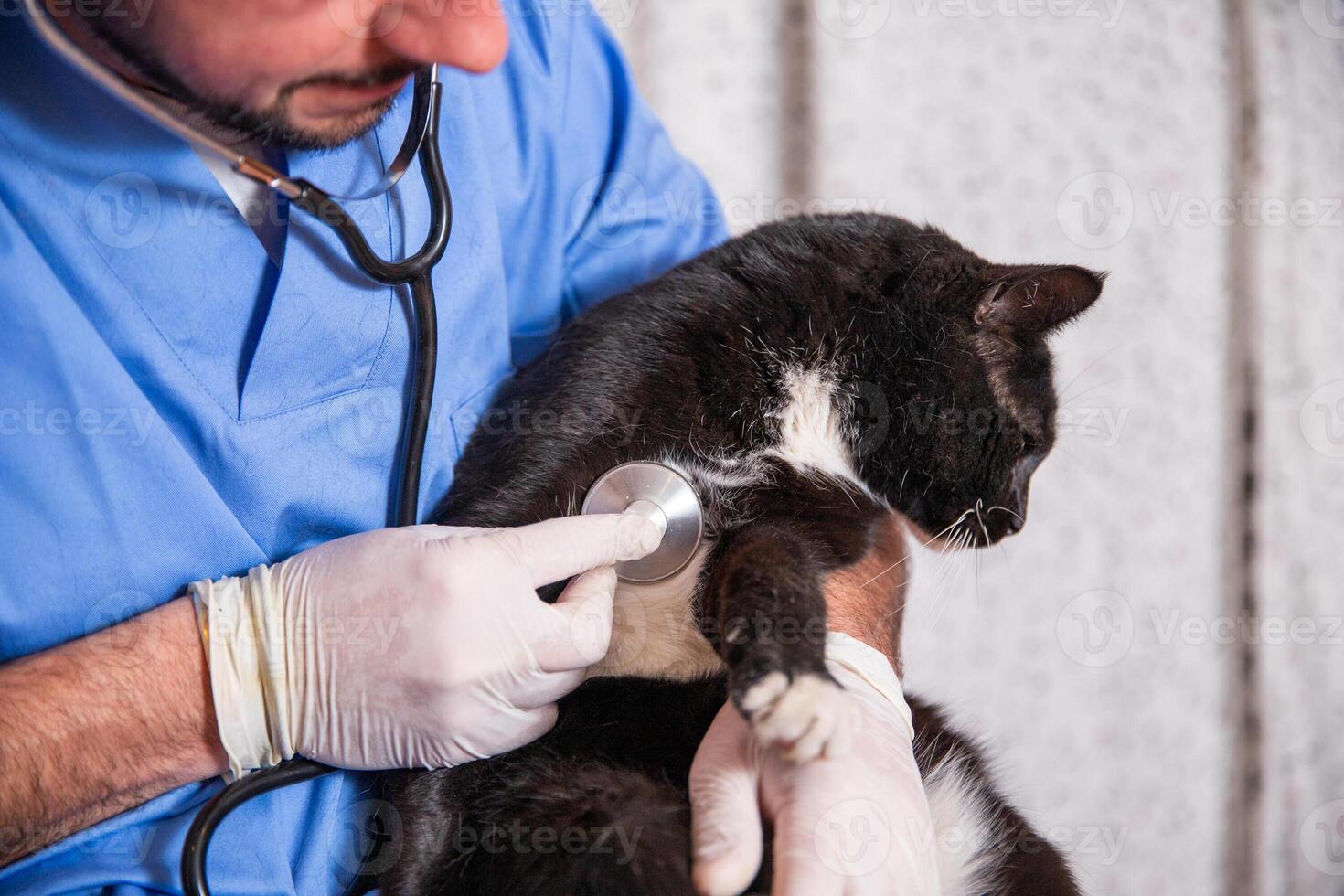 A doctor is examining a black and white cat, the cat is stressed photo