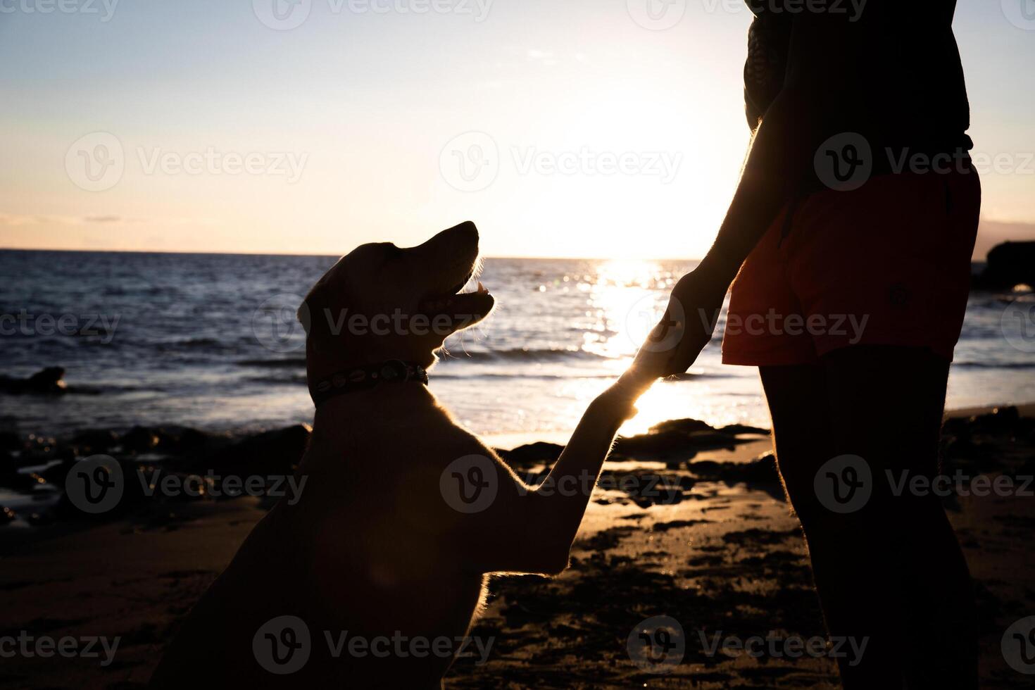 Silhouette of a dog giving paw to his master at the beach, friendship concept photo
