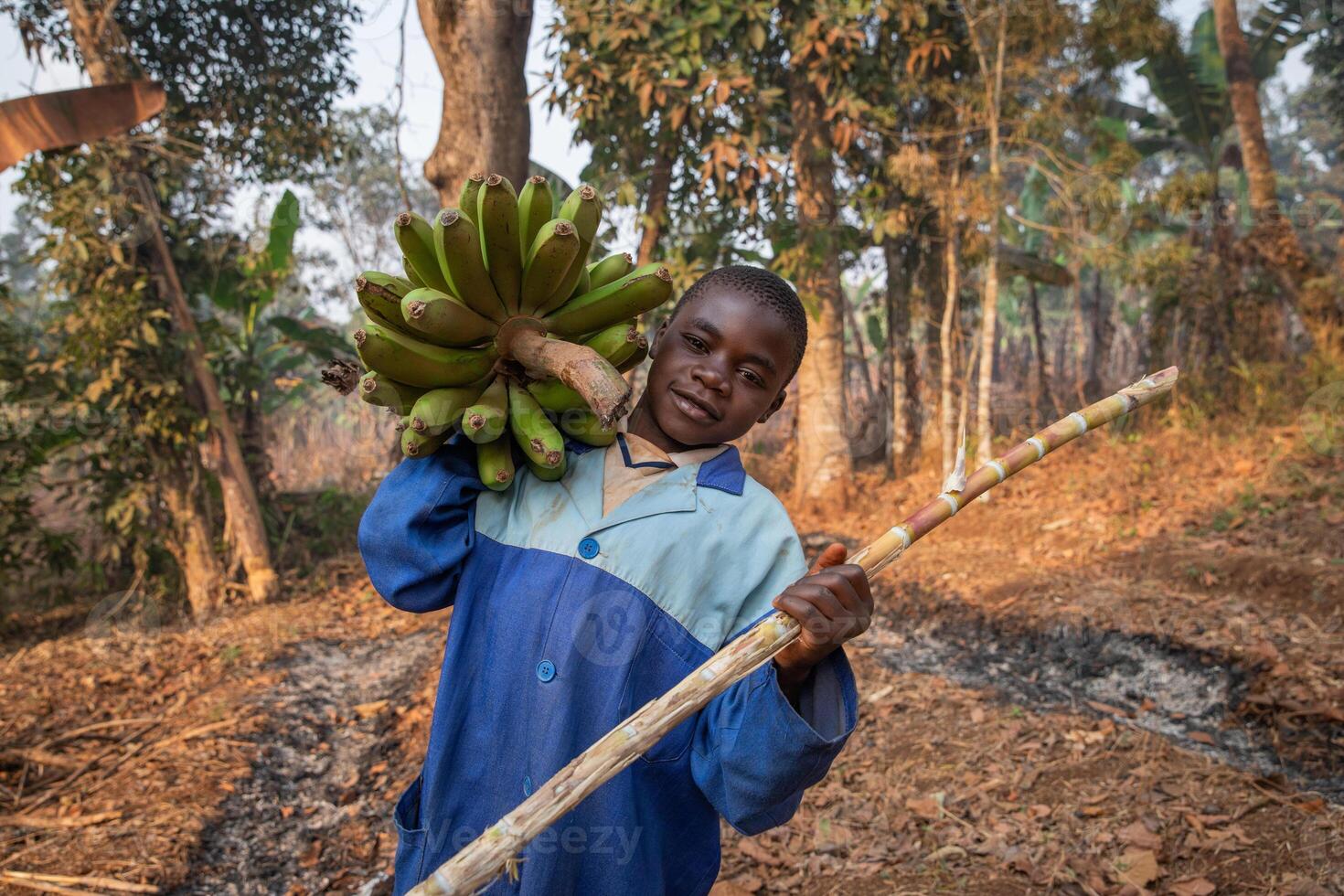 young child works in the fields and has collected a bunch of banana plantains in africa, child labor concept. photo