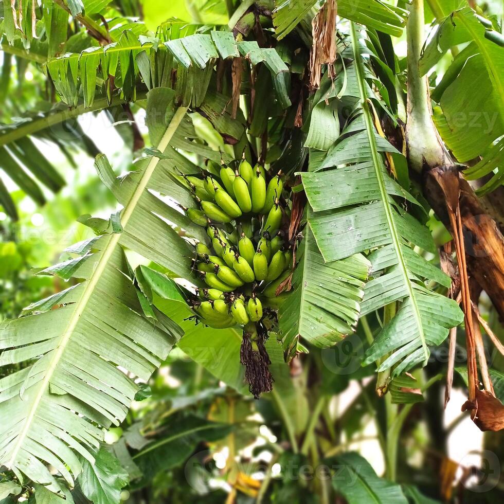 a bunch of bananas hanging from a tree photo