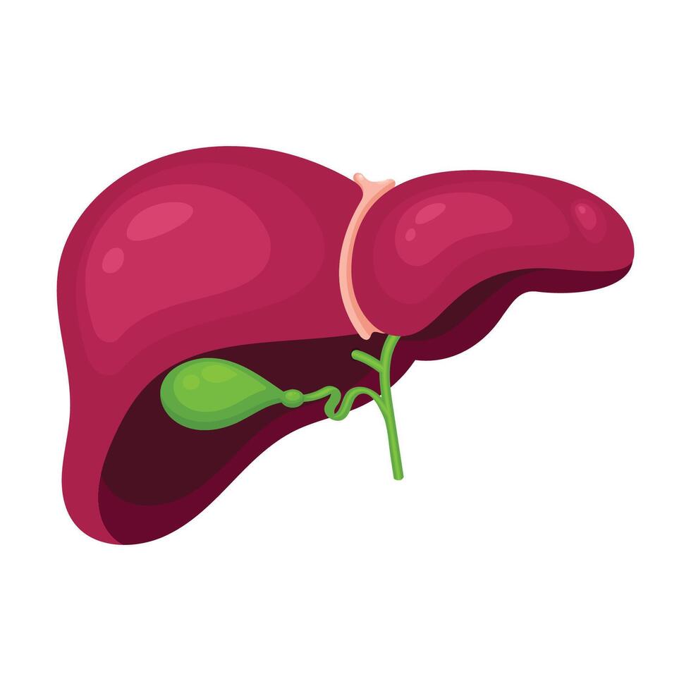 Isolated illustration graphic of a human liver and gallbladder vector