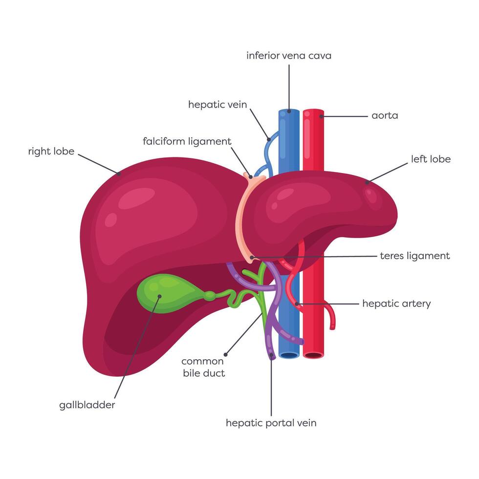 Human liver and gallbladder illustration graphic diagram vector
