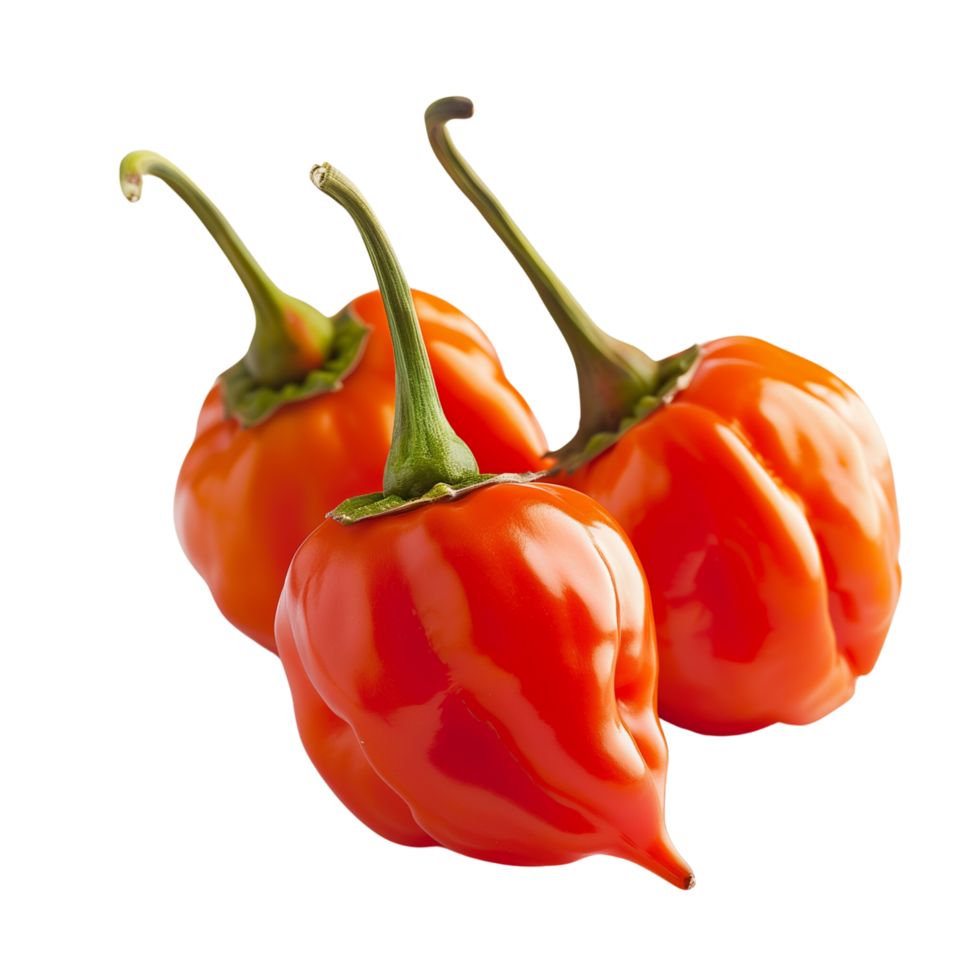 Fresh red habanero peppers in focus, isolated on a transparent background png