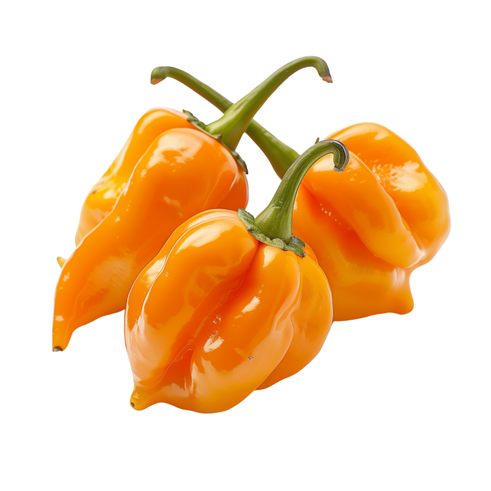 Fresh orange habanero peppers in focus, isolated on a transparent background png