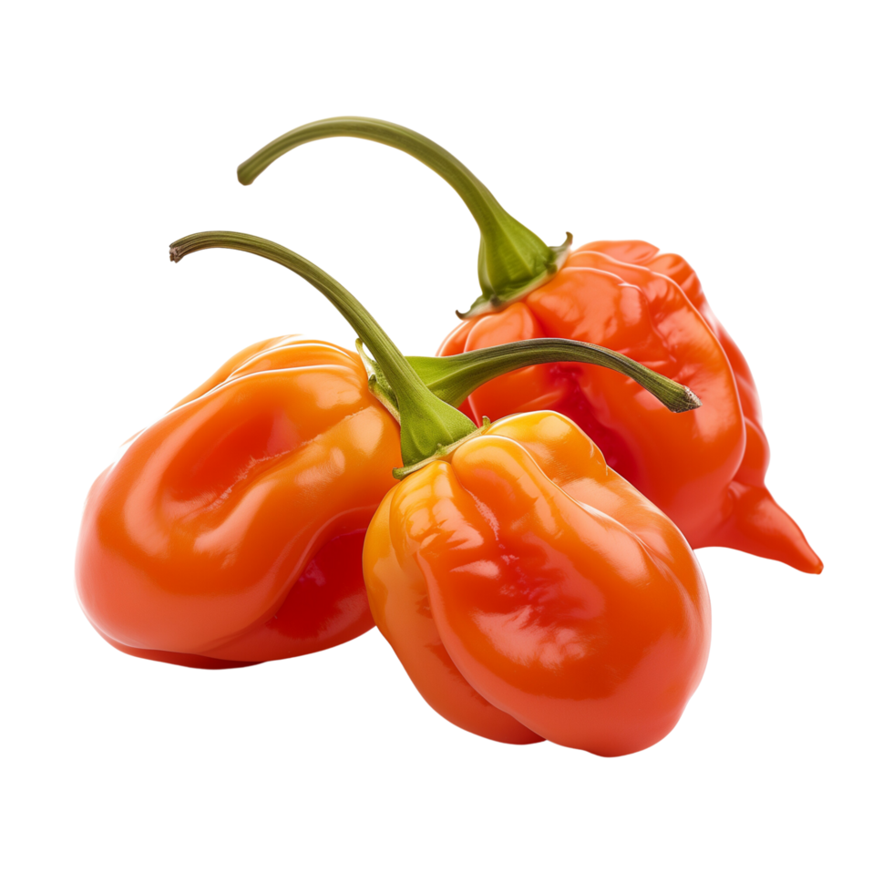 Fresh red habanero peppers in focus, isolated on a transparent background png