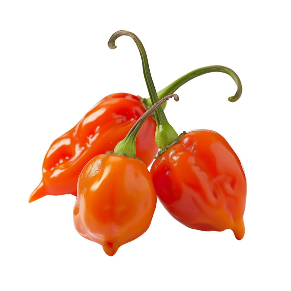 Fresh red habanero peppers in focus, isolated on a transparent background png