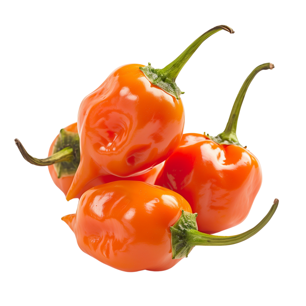 Fresh red habanero peppers in focus, isolated on a transparent background png