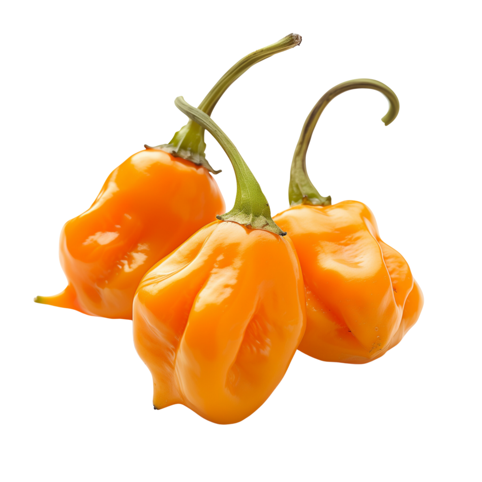 Fresh orange habanero peppers in focus, isolated on a transparent background png