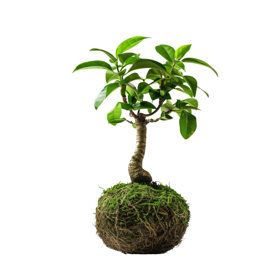 High-definition vertical image of a kokedama bonsai. The composition is focused solely on the plant, isolated on a transparent background png