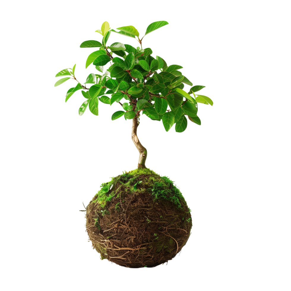 High-definition vertical image of a kokedama bonsai. The composition is focused solely on the plant, isolated on a transparent background png