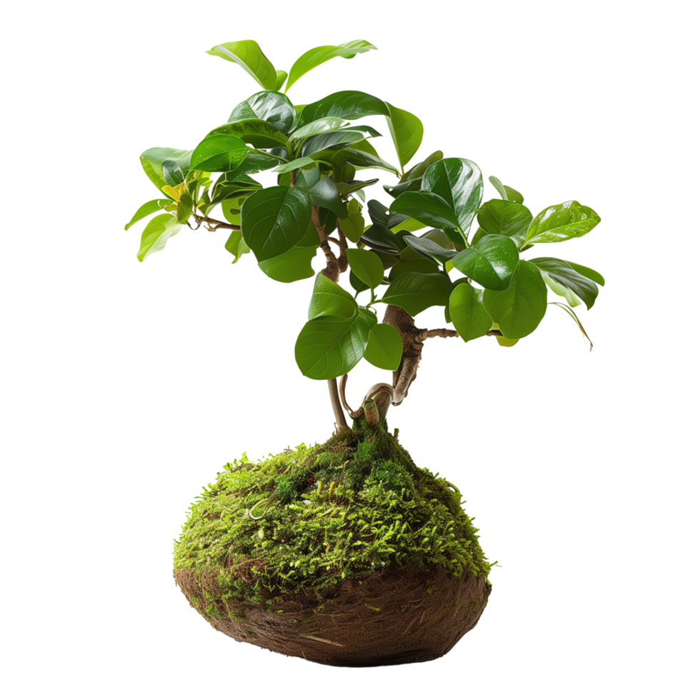 High-definition vertical image of a kokedama bonsai. The composition is focused solely on the plant, isolated on a transparent background png