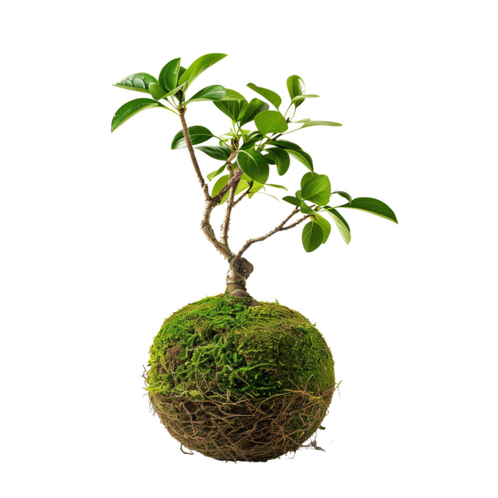 High-definition vertical image of a kokedama bonsai. The composition is focused solely on the plant, isolated on a transparent background png