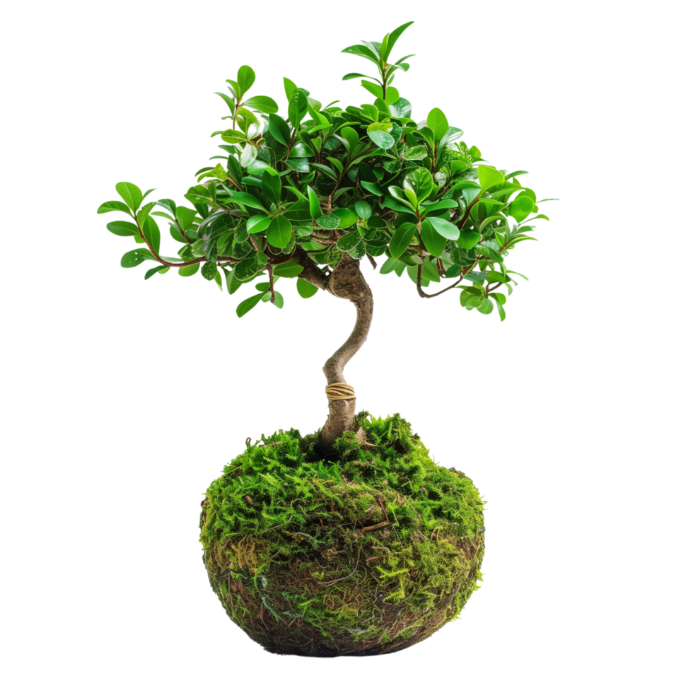 High-definition vertical image of a kokedama bonsai. The composition is focused solely on the plant, isolated on a transparent background png