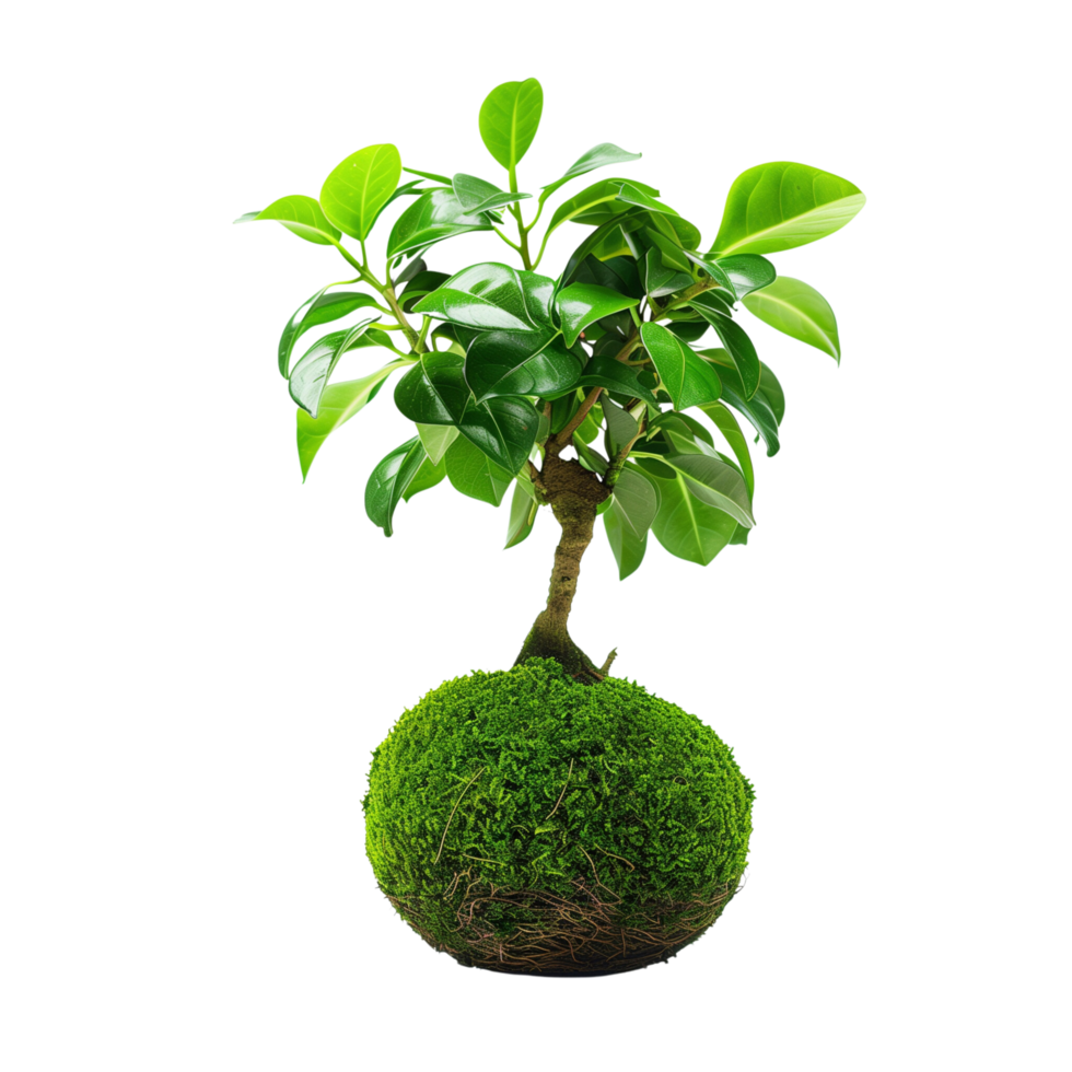 High-definition vertical image of a kokedama bonsai. The composition is focused solely on the plant, isolated on a transparent background png