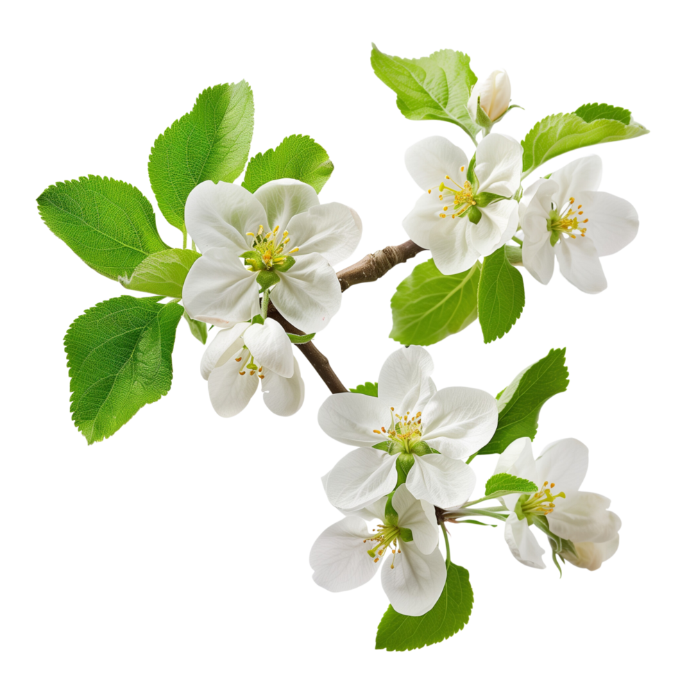 A blossoming apple tree branch isolated on a transparent background png