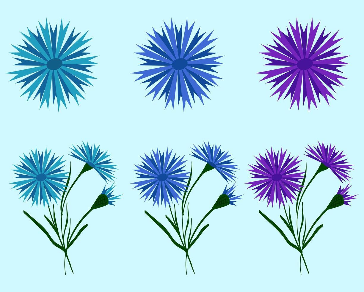 Set of bouquets of blue and purple field cornflowers. Beautiful flower with buds. illustration. Belarusian style. For design, print and postcards. vector