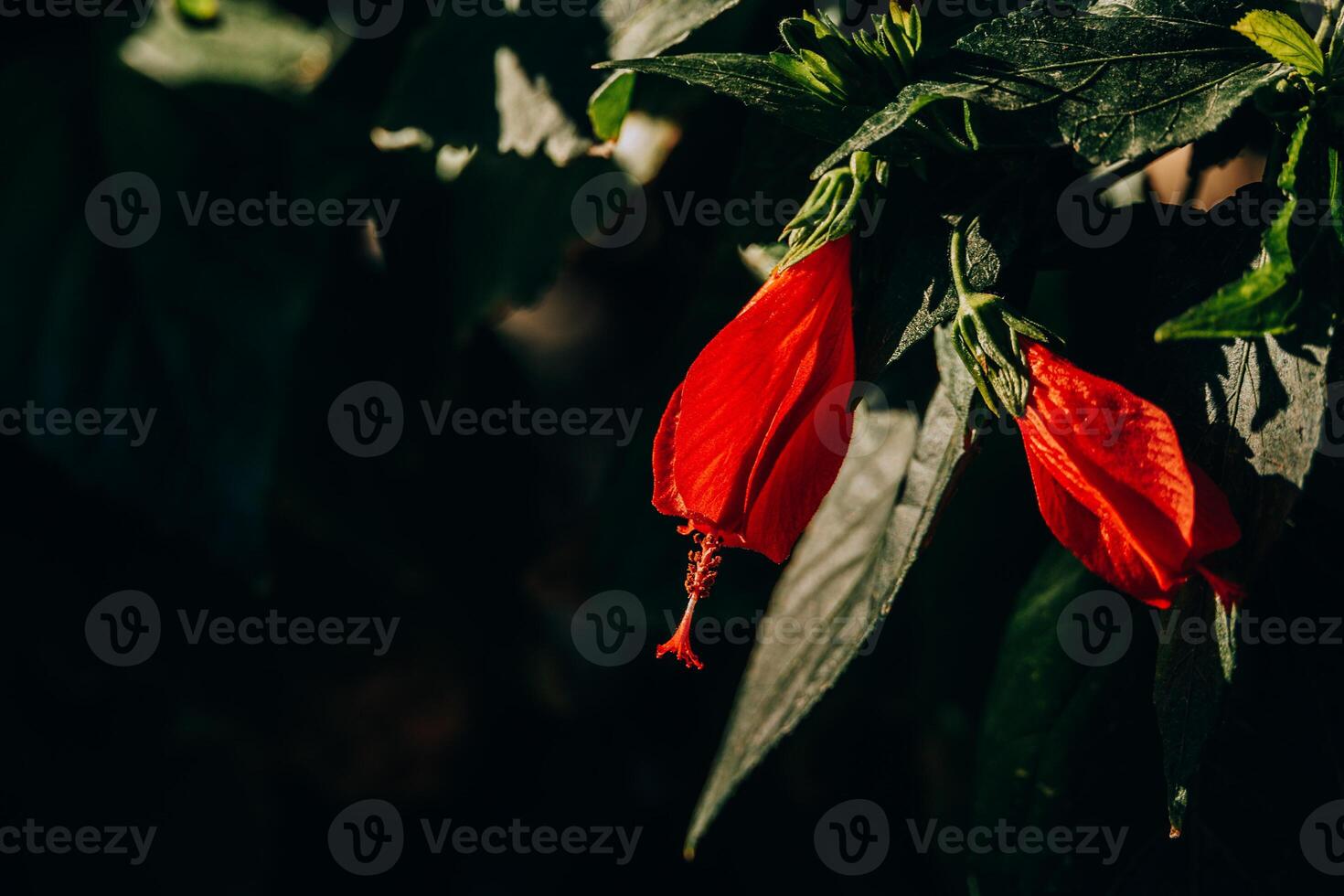 red hibiscus flower in the garden in the sunshine photo