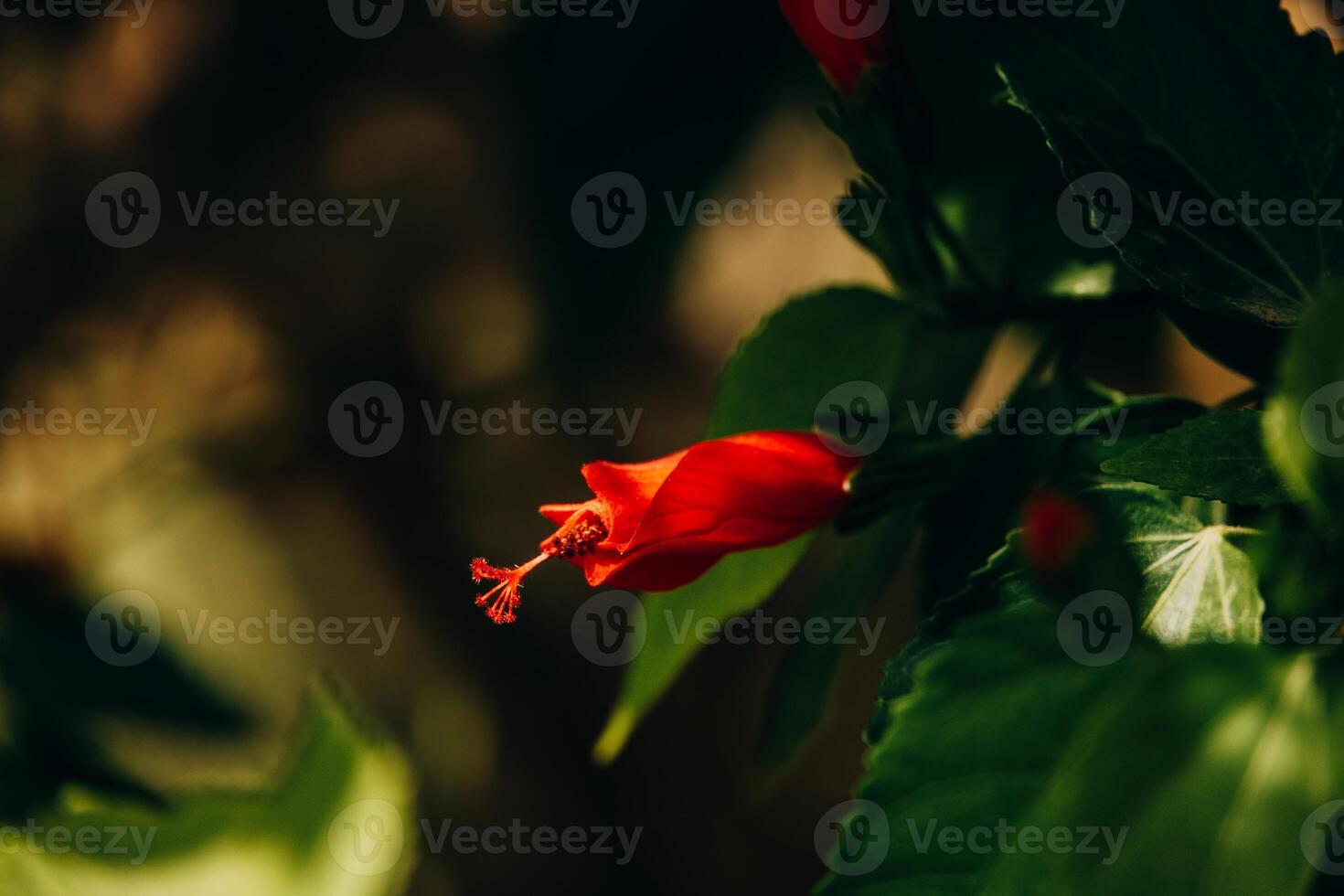 red hibiscus flower in the garden in the sunshine photo