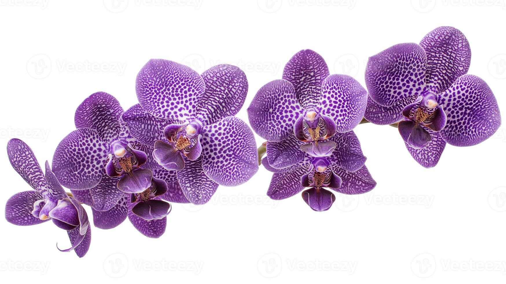 Purple moth orchids in bloom close up photo isolated on a white background
