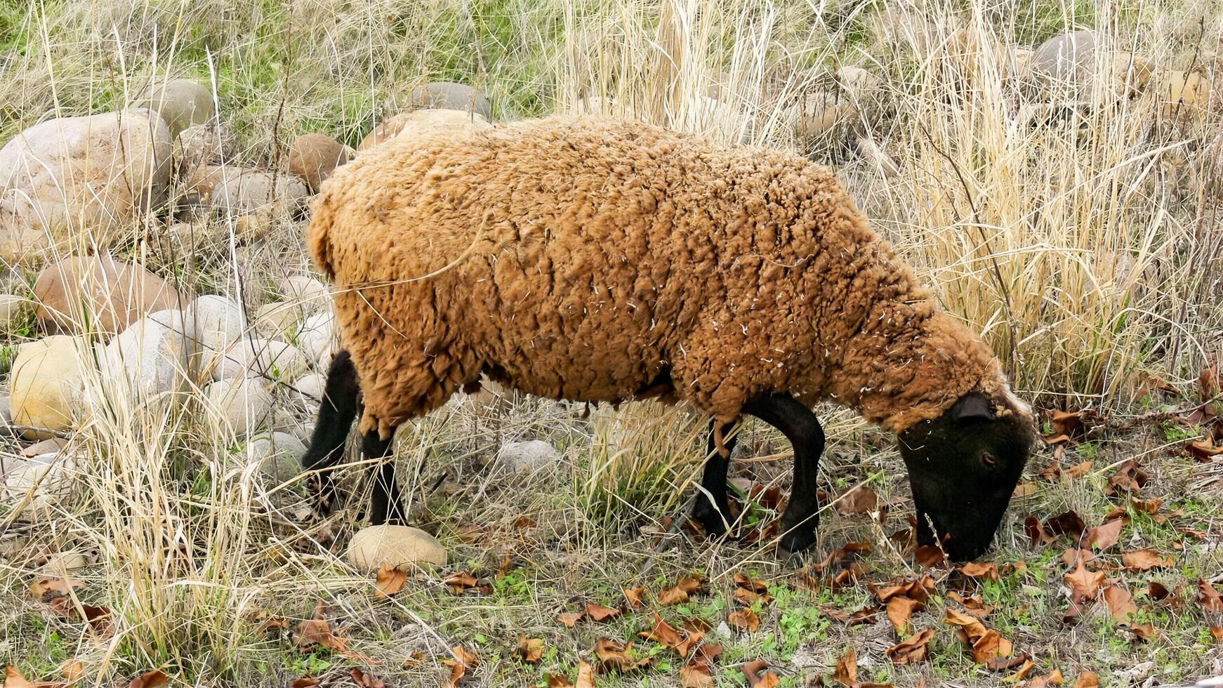 Tan Goat eating grass photo