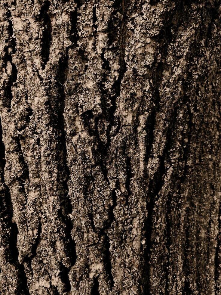 vertical fairytale dense forest nature background tree bark texture photo