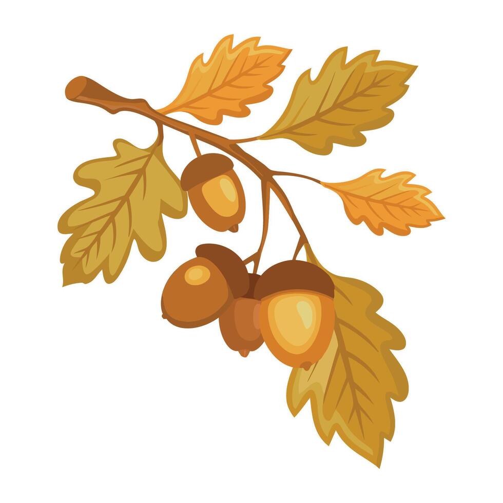 Autumn oak branch with leaves and acorns. illustration isolated on white background. vector