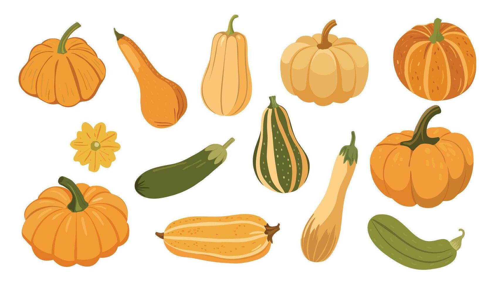 Set of fresh autumn vegetables. Orange pumpkin, gourd, green and yellow squashes, and zucchini. illustration vector