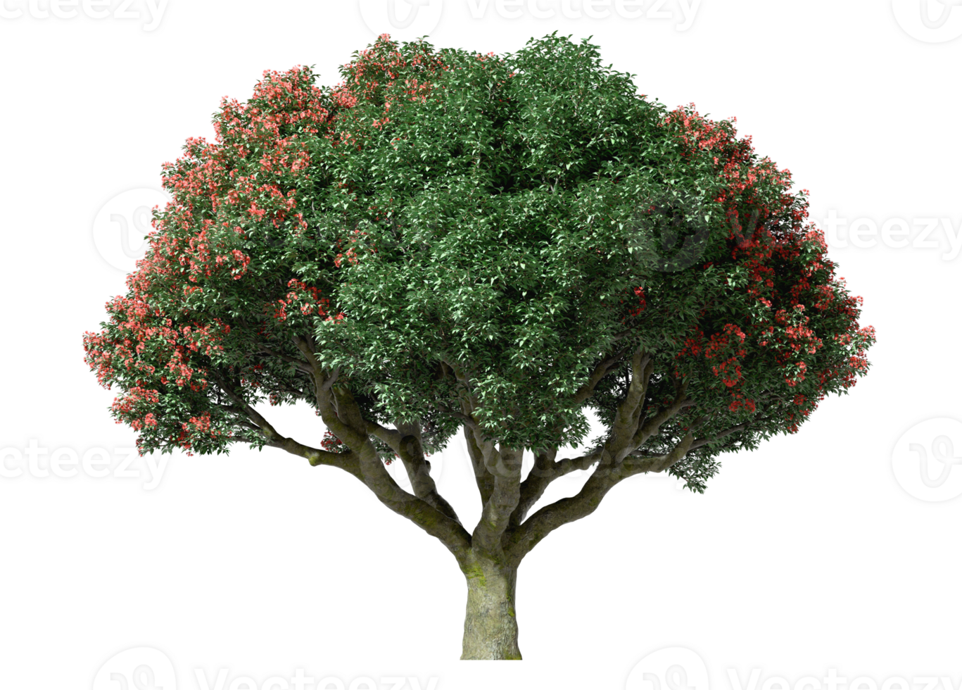 Big tree flora isolated on transparent backgrounds 3d rendering png