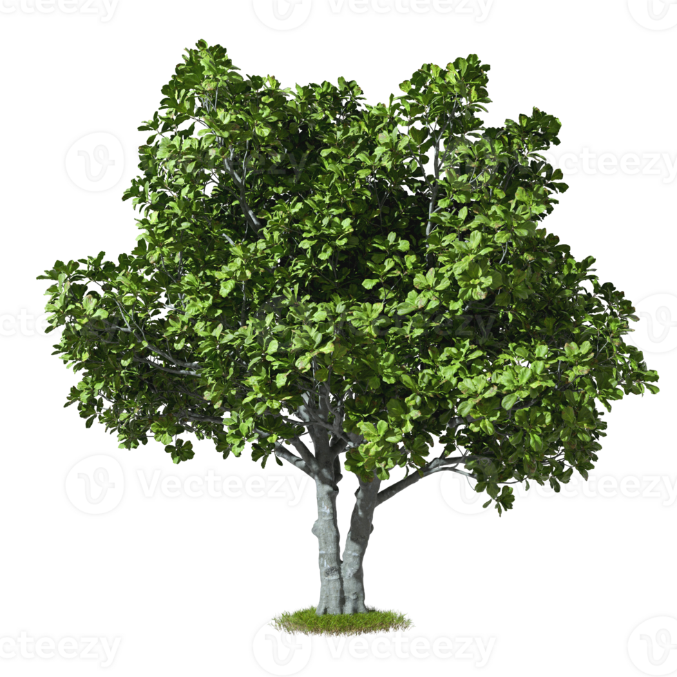 Isolated green tree cutout backgrounds 3d rendering png