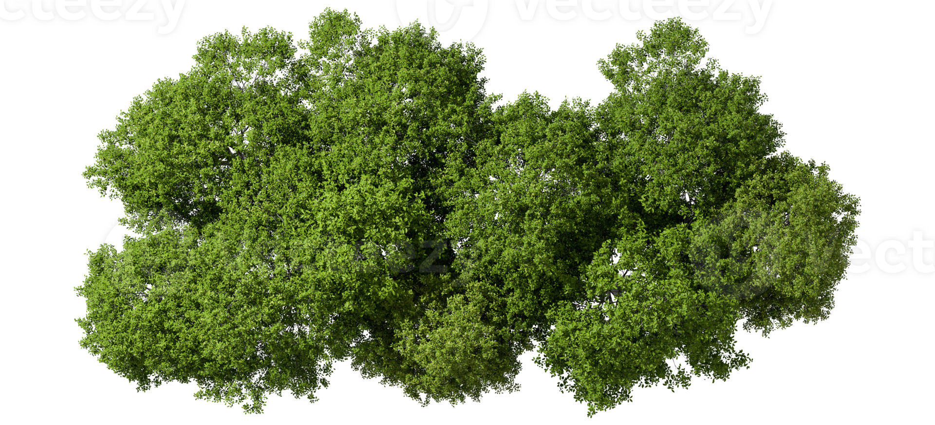 From above jungle lush trees on transparent 3d rendering png