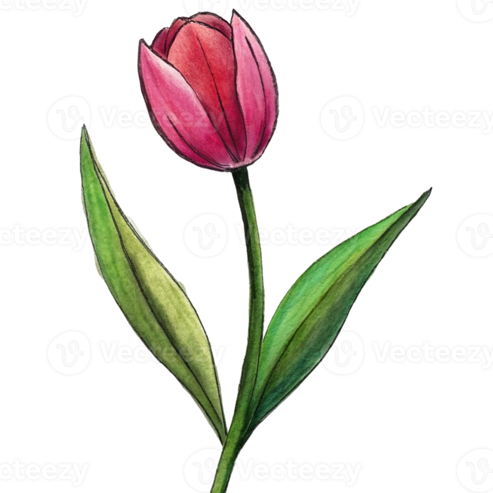 aigenerated a red tulip png