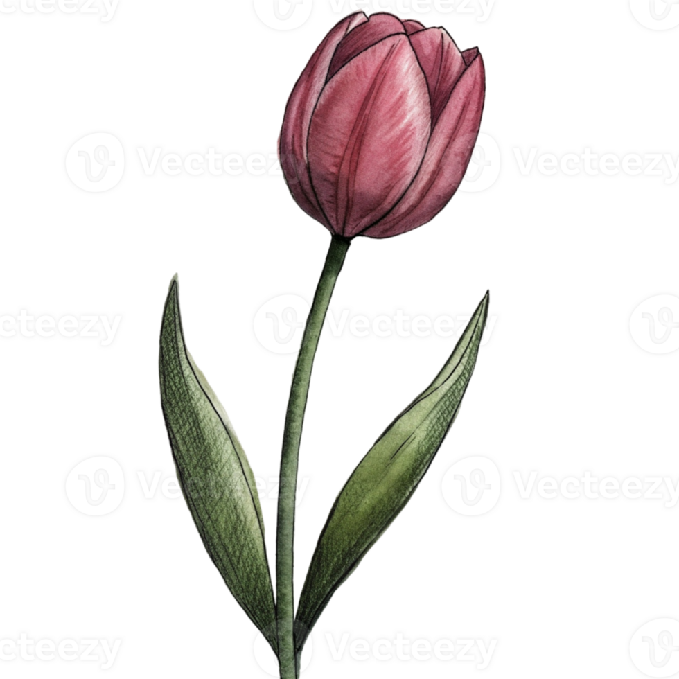 aigenerated a red tulip png
