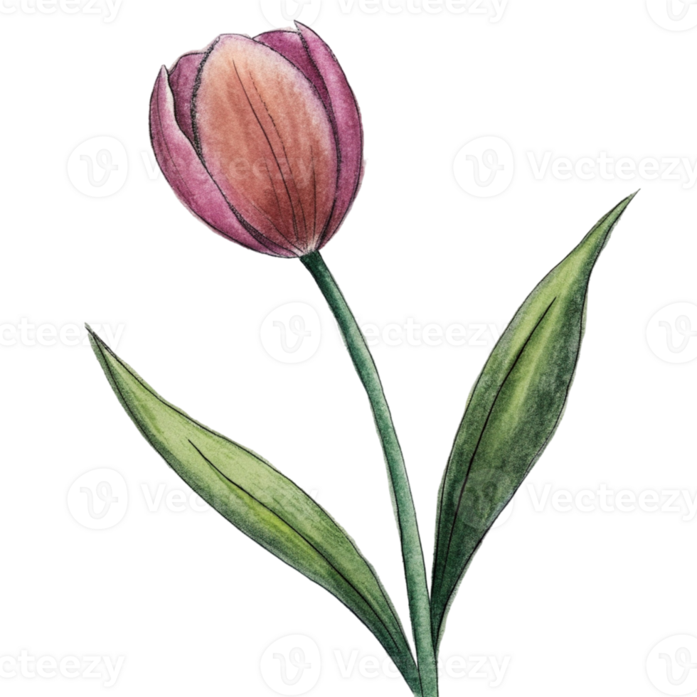 aigenerated a red tulip png