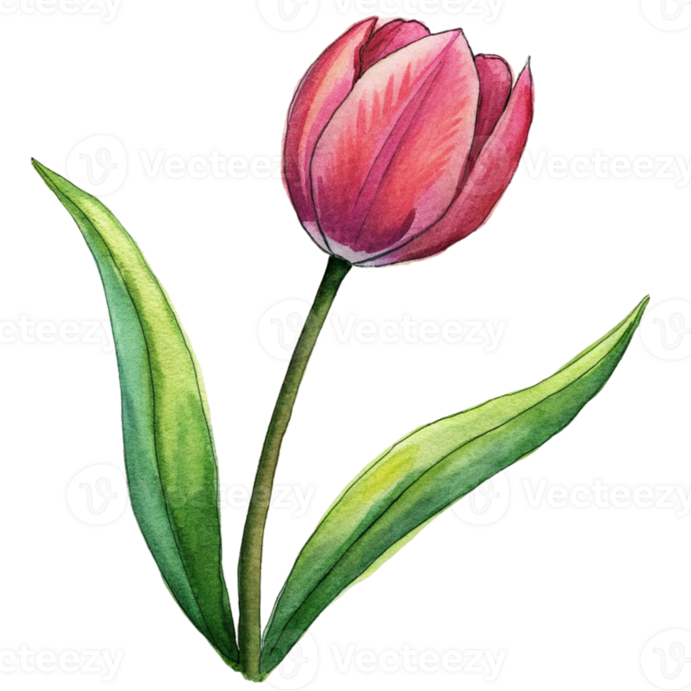 aigenerated a red tulip png