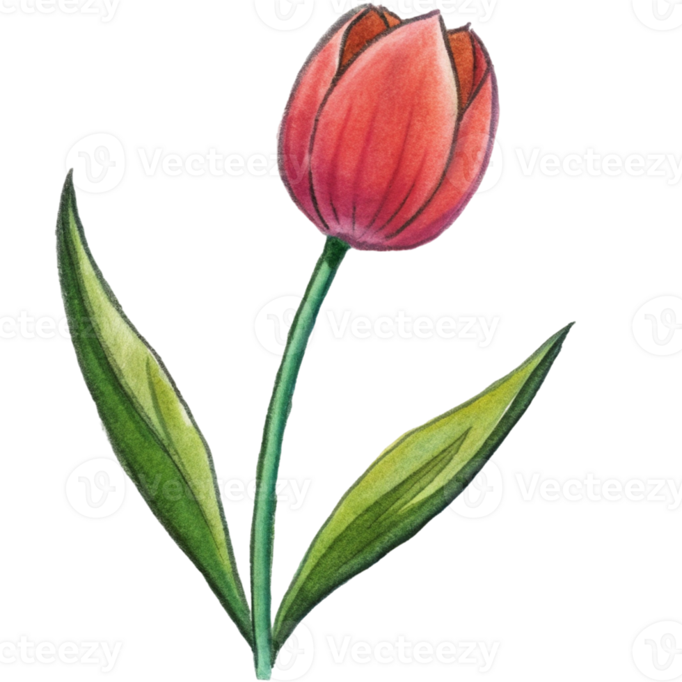aigenerated a red tulip png