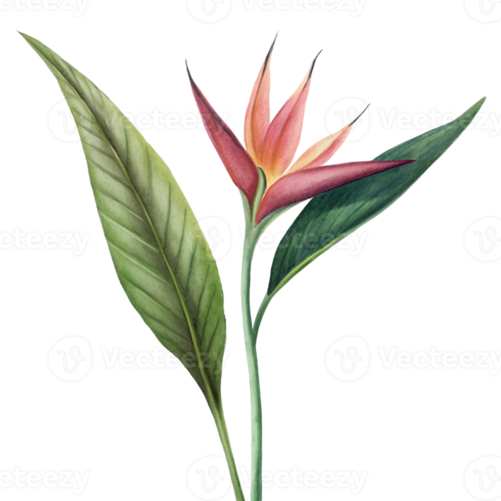 aigenerated bird of paradise flower png
