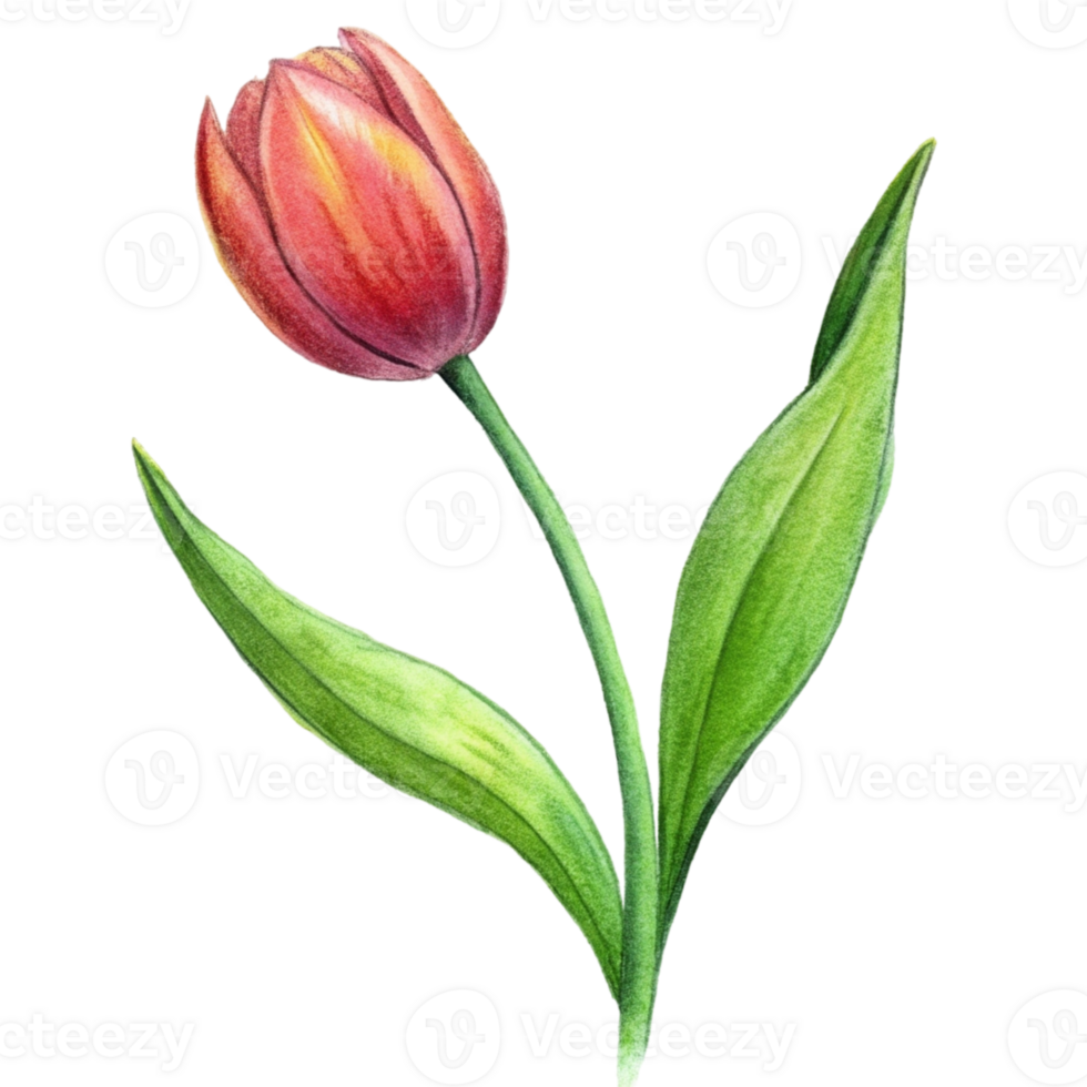 aigenerated a red tulip png