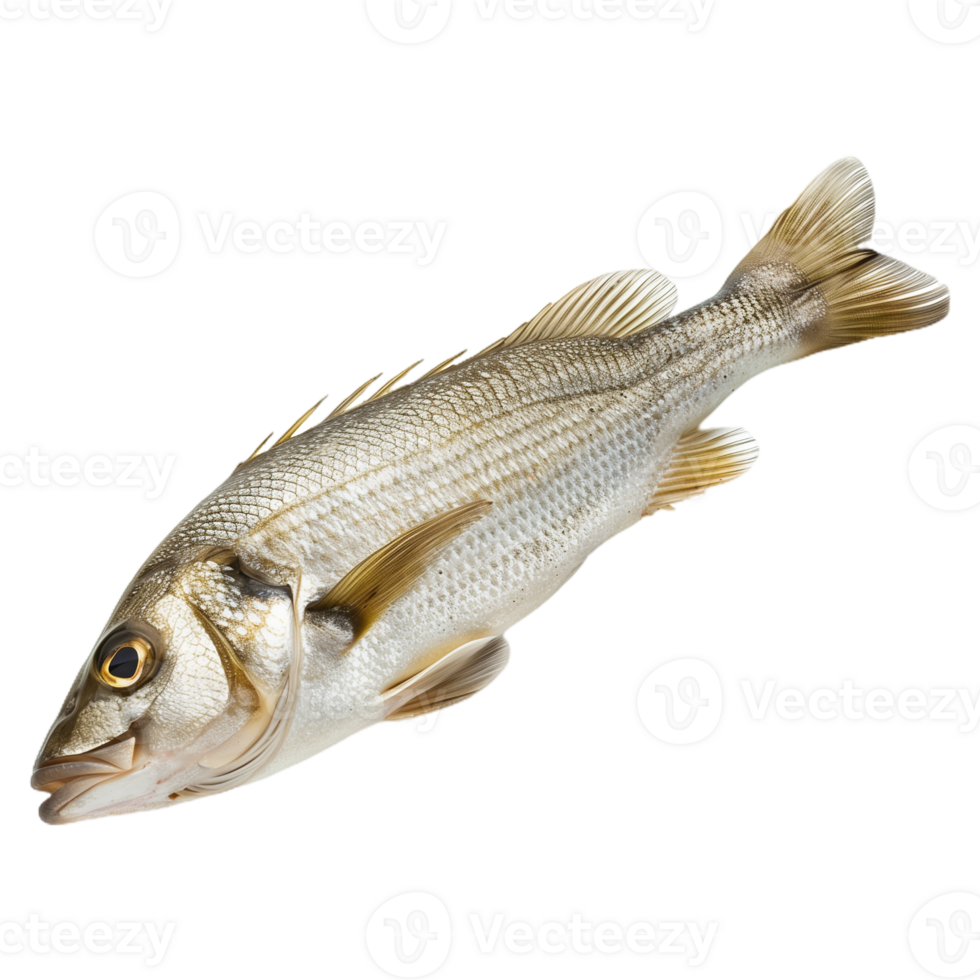 Fish Isolated on Transparent Background png