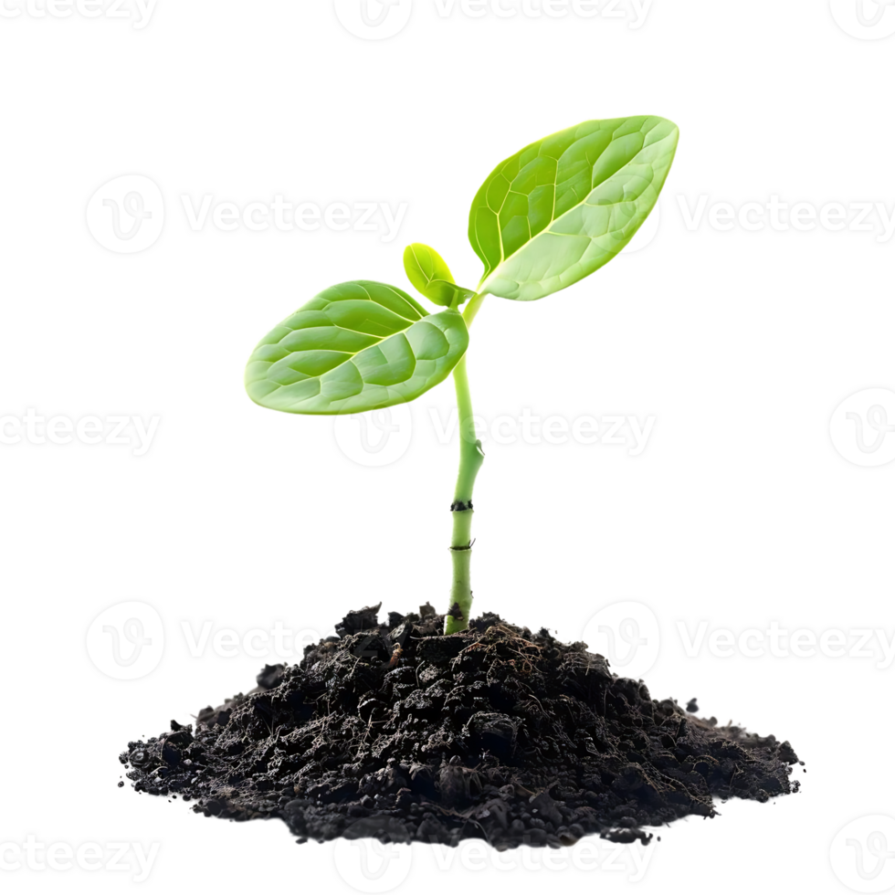 Green Plant Sprouting from Soil - Realistic Photo png