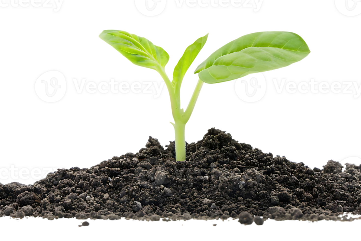 Green Plant Sprouting from Soil - Photo png