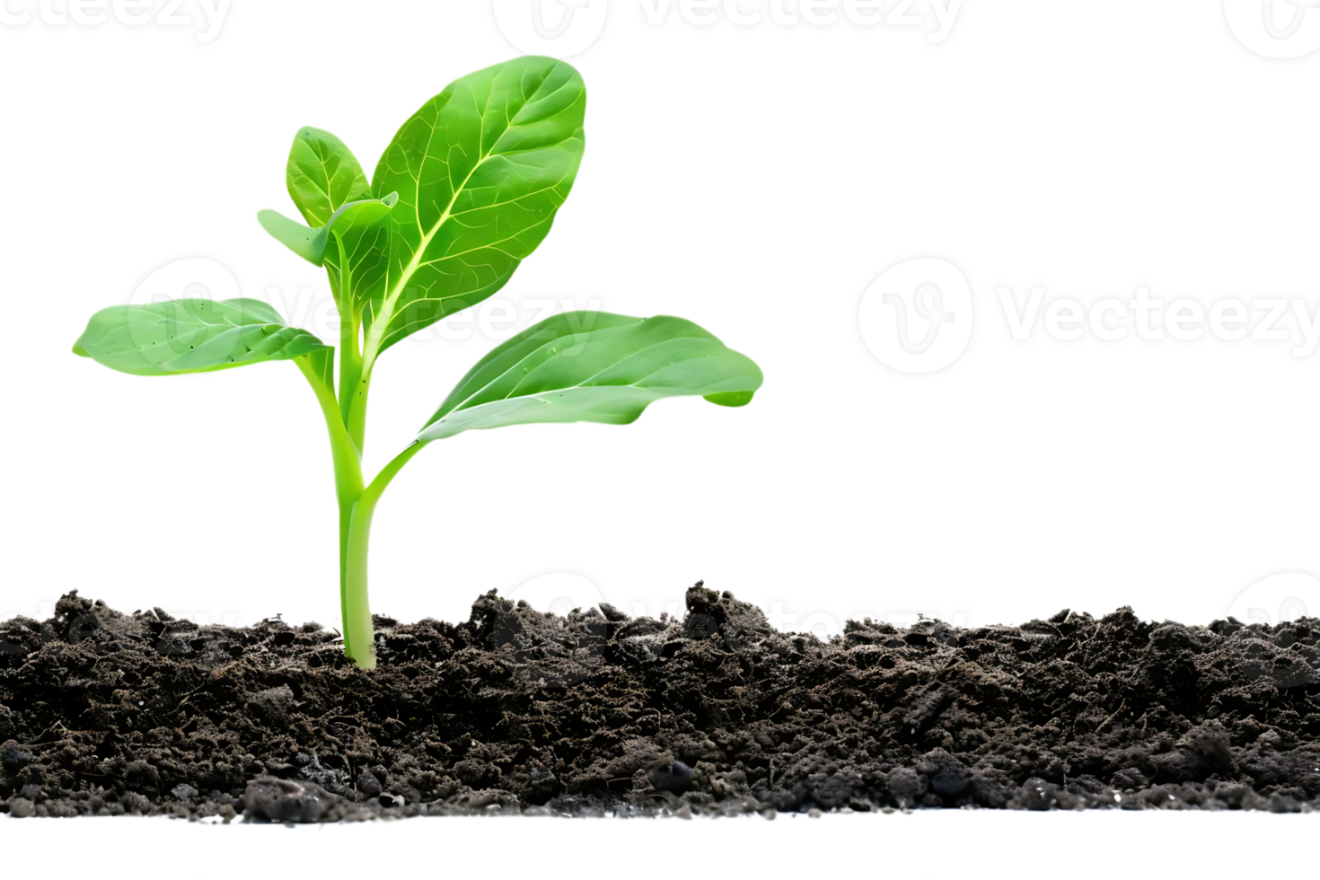 Green Sprout Growing From Dark Soil Realistic Image png