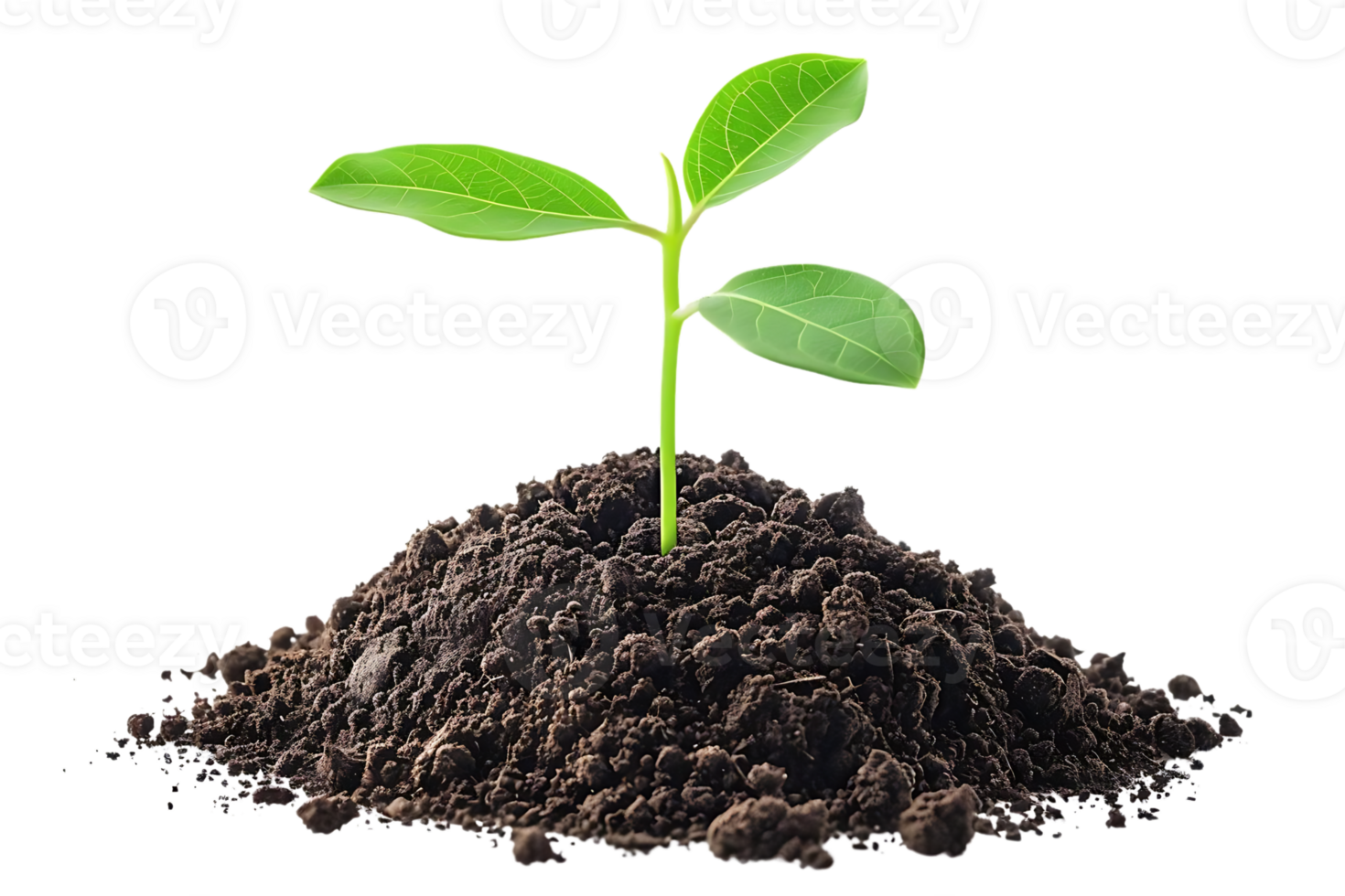 Green Sprout Emerging from Soil Realistic Image png